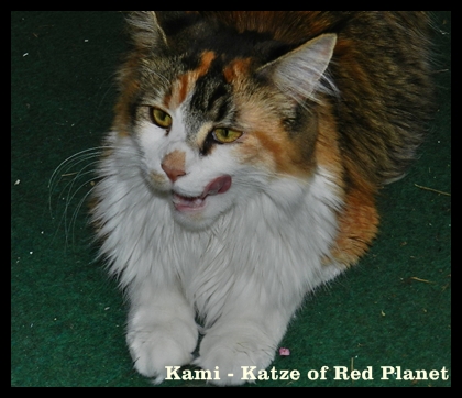 Kami Katze